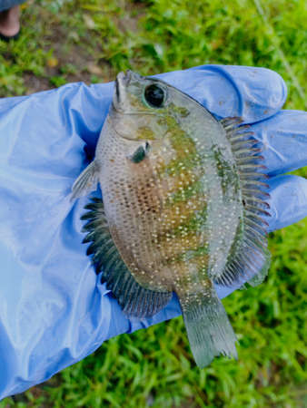 Pearl spot fish/ Karimeen/Green chromide in Kerala India.の写真素材
