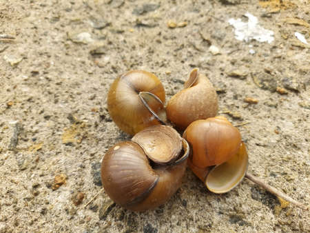 Empty shell of Ampullariidae or commonly known as apple snailsの写真素材