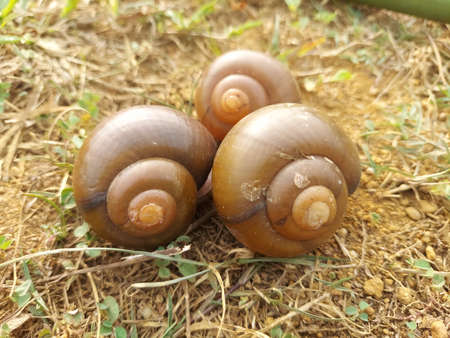 Empty shell of Ampullariidae or commonly known as apple snailsの写真素材