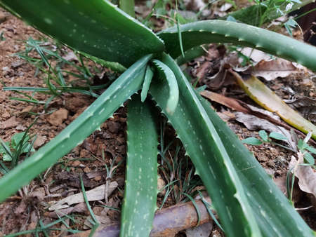 Fallen aloe vera pant in the gardenの写真素材