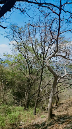 trees without leaf during summer a view from Malayattoor Kurisumudyの写真素材