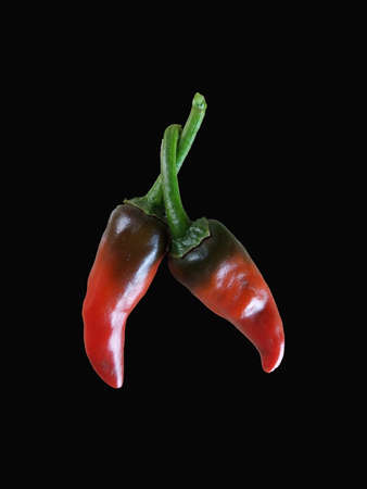 semi ripe red chilli isolated in black backgroundの写真素材