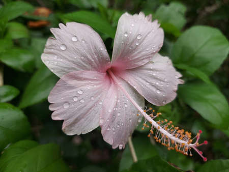 light rose color hibiscus flower with water drops on it