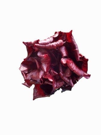 dark red hibiscus flower bud in white backgroundの写真素材