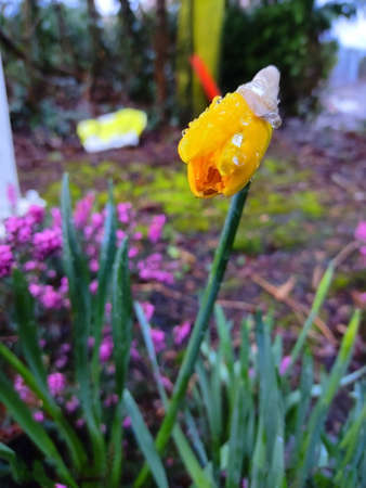 Narcissus pseudonarcissus (commonly known as wild daffodil or Lent lily)