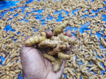 a farmer holding boiled turmeric in hand and spread on a plastic sheet to dry it