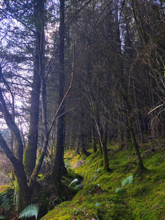 densely populated forest , a view from Irelandの写真素材