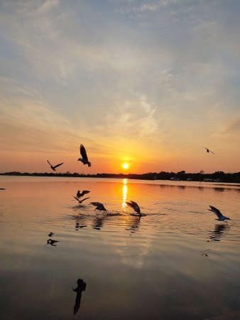 seagulls flying around during golden sunsetの写真素材