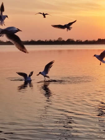 seagulls flying around during golden sunsetの写真素材