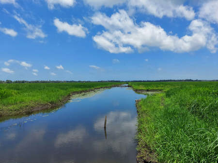 a river flowing the centre of a rice farm under clear blue skyの写真素材