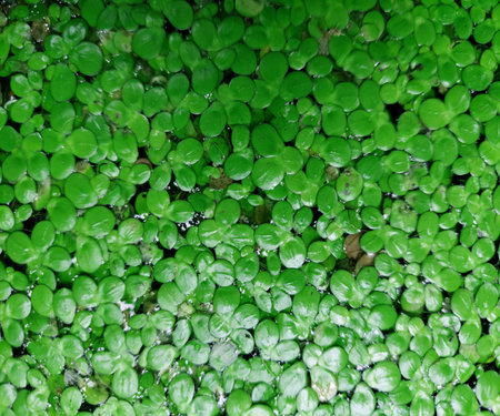 close up view of lemna minor or common duckweedの写真素材