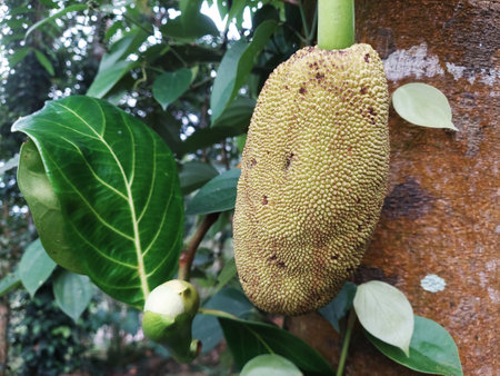 closeup view of a jackfruit flower and young jackfruit ,