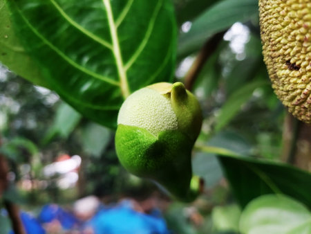 closeup view of a jackfruit flower and young jackfruit ,
