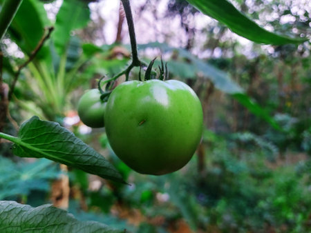 Green tomatoes on a branch in the garden. Close-up.の写真素材