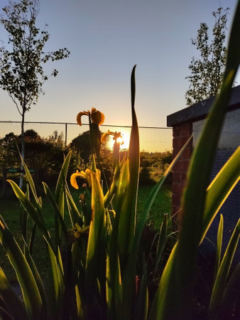 Sunset in the garden with yellow irises in the foreground.の写真素材