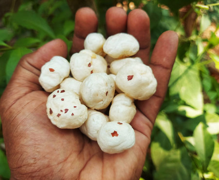 a farmer holding ready to eate phool makhana or fox nutsの写真素材