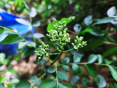 A lush shrub filled with fragrant curry leaf flower buds, providing a fresh burst of green amidst natures beauty.の写真素材