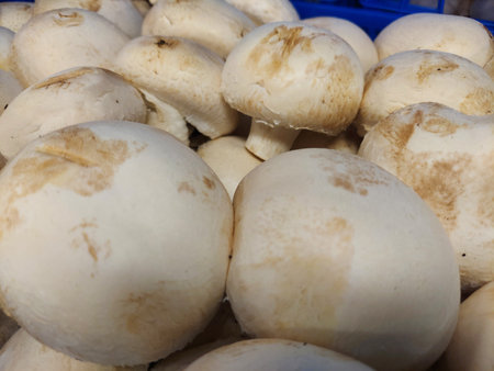 Organic edible mushroom plate; close-up view; healthy eating; no people.の写真素材