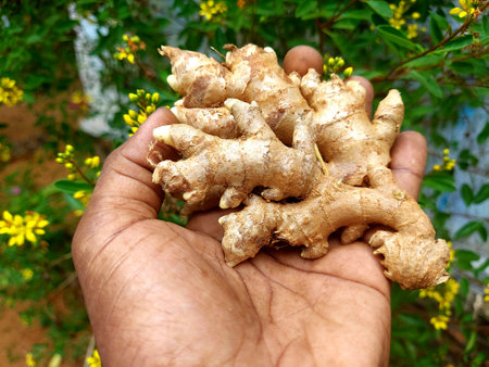 Indian farmer holding fresh ginger in his hand ,garden in the background .