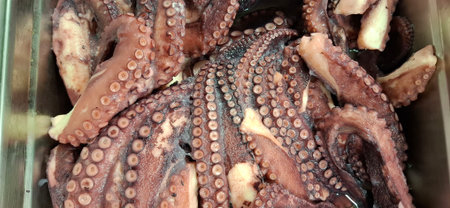 Close-up of fresh octopus tentacles, showcasing texture and detail, perfect to illustrate seafood themes or culinary concepts in restaurants, markets, or presentations.の写真素材