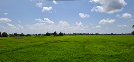 Expansive rice field in vibrant green tones under a bright, clear sky with scattered clouds, showcasing a serene rural landscape and lush vegetation.の写真素材