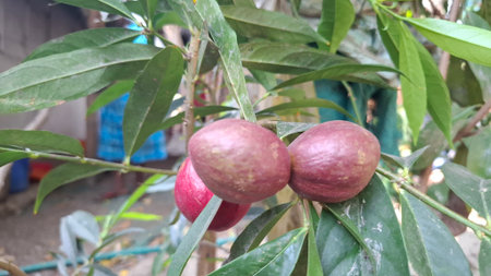Close-Up of mahkota dewa or godscrown fruit on Branch Amidst Green Foliage in Garden Setting.の写真素材