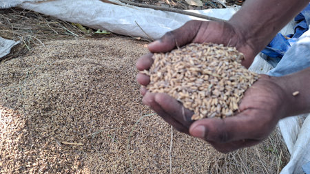 A pair of hands holds a collection of grains while more grains are spread on the surface below, symbolizing harvest and agriculture. The scene reflects hard work and connection with nature.の写真素材