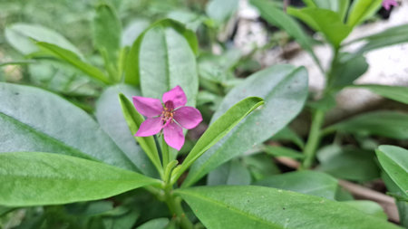 The violet Talinum paniculatum flower. It is commonly known as fameflower.の写真素材