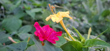 Pink and Yellow Mirabilis Jalapa Flowers