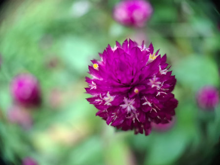 Vibrant Purple Globe FlowerA striking close-up of a vivid purple Globe Amaranth (Gomphrena) flower, showcasing its unique, spherical shape and intricate texture.の写真素材