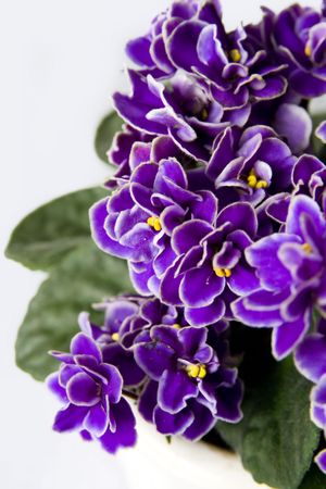 Violets on a white background