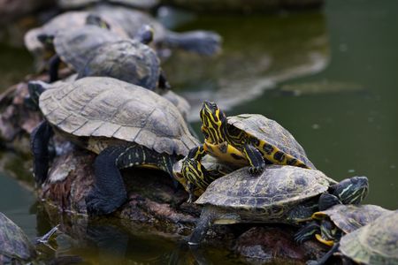 Trachemys scripta elegans - Red-Eared Slidersの写真素材