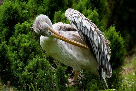 Pelicanの写真素材