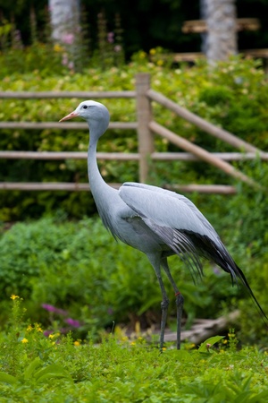 Stanley Crane in a zooの写真素材