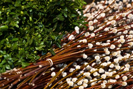 Catkins and green myrtle closeup