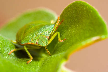 Green stink bug Palomena prasina