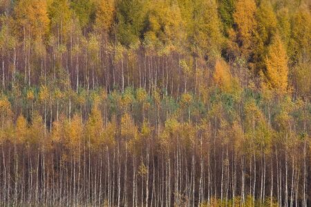 Closeup of birches in an autumn forest.の写真素材