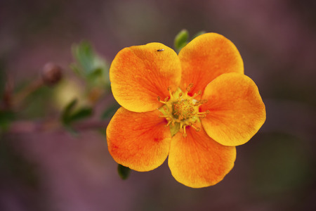 Potentilla fruticosa flower