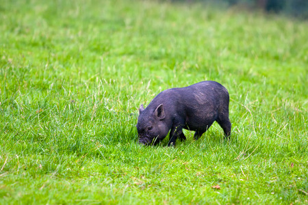 Little black piglet on a green grassの写真素材