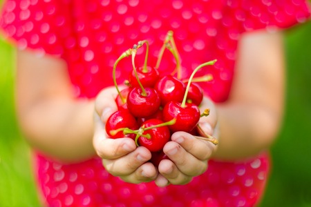 Child's hands holding fresh cherries.の写真素材