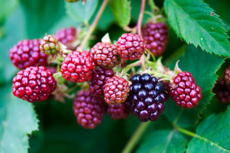 blackberries