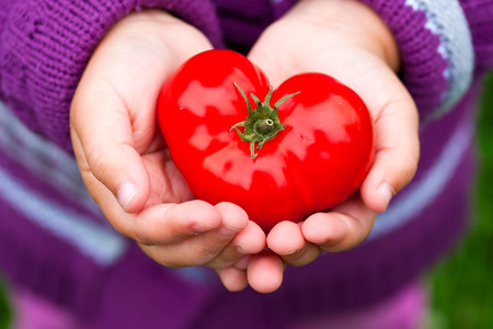 Child's hands holding a heart shaped tomato.の写真素材