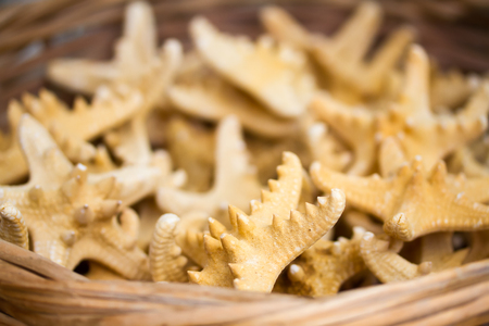 Closeup of sea stars in a basketの写真素材