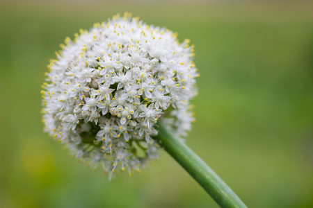 Closeup of an onion flowerの写真素材