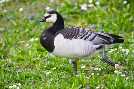 Closeup of a barnacle gooseの写真素材