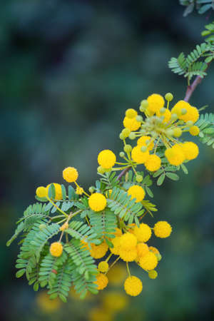 Closeup of a blooming acacia treeの写真素材