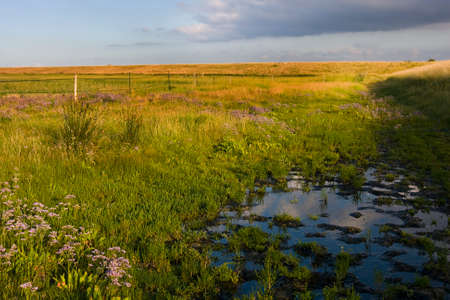 Belgian summer landscape, West Flanders