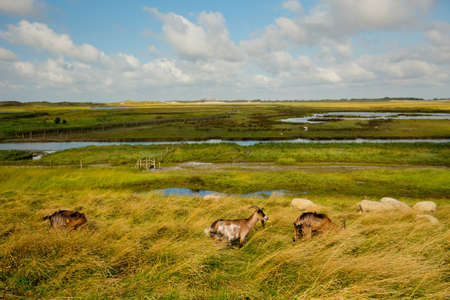 View at Het Zwin wildlife reservation, Belgiumの写真素材