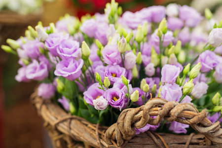 Basket full of purple rosesの写真素材