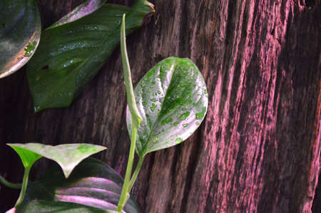 A green tropical plant, an egoistic plant. It grows in warm countries. Perfect for wallpaper.